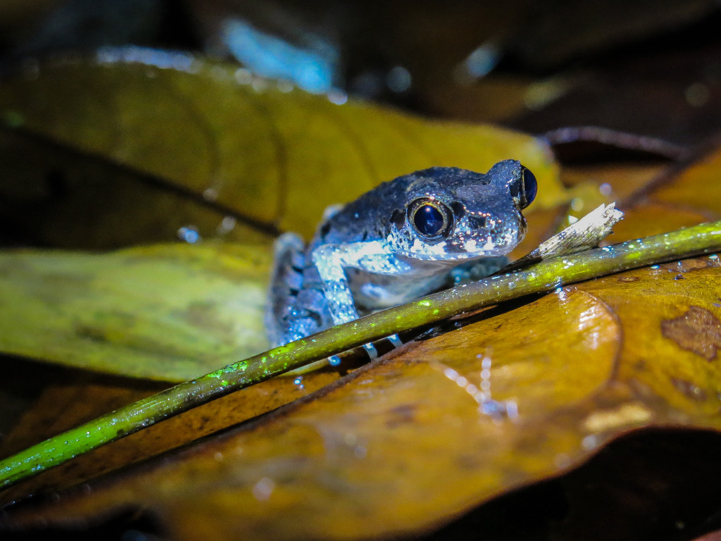 frogs Mt Kinabalu (5 of 8)