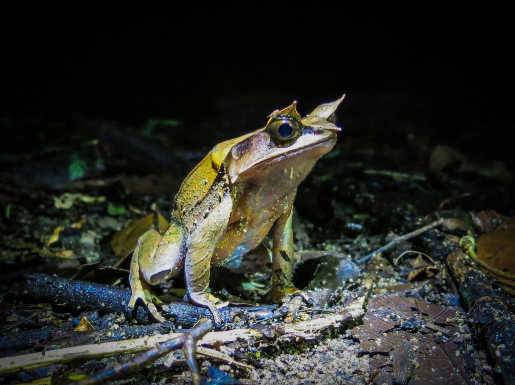 frogs Mt Kinabalu (6 of 8)