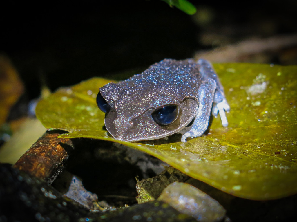 frogs Mt Kinabalu (7 of 8)