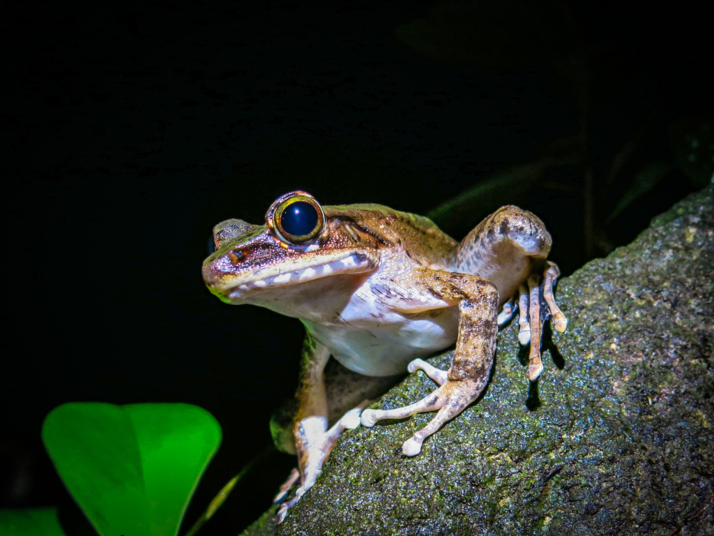 frogs Mt Kinabalu (8 of 8)