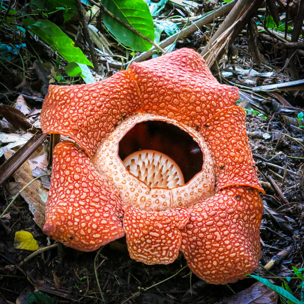 Rafflesia, the biggest flower in the world! Explore More