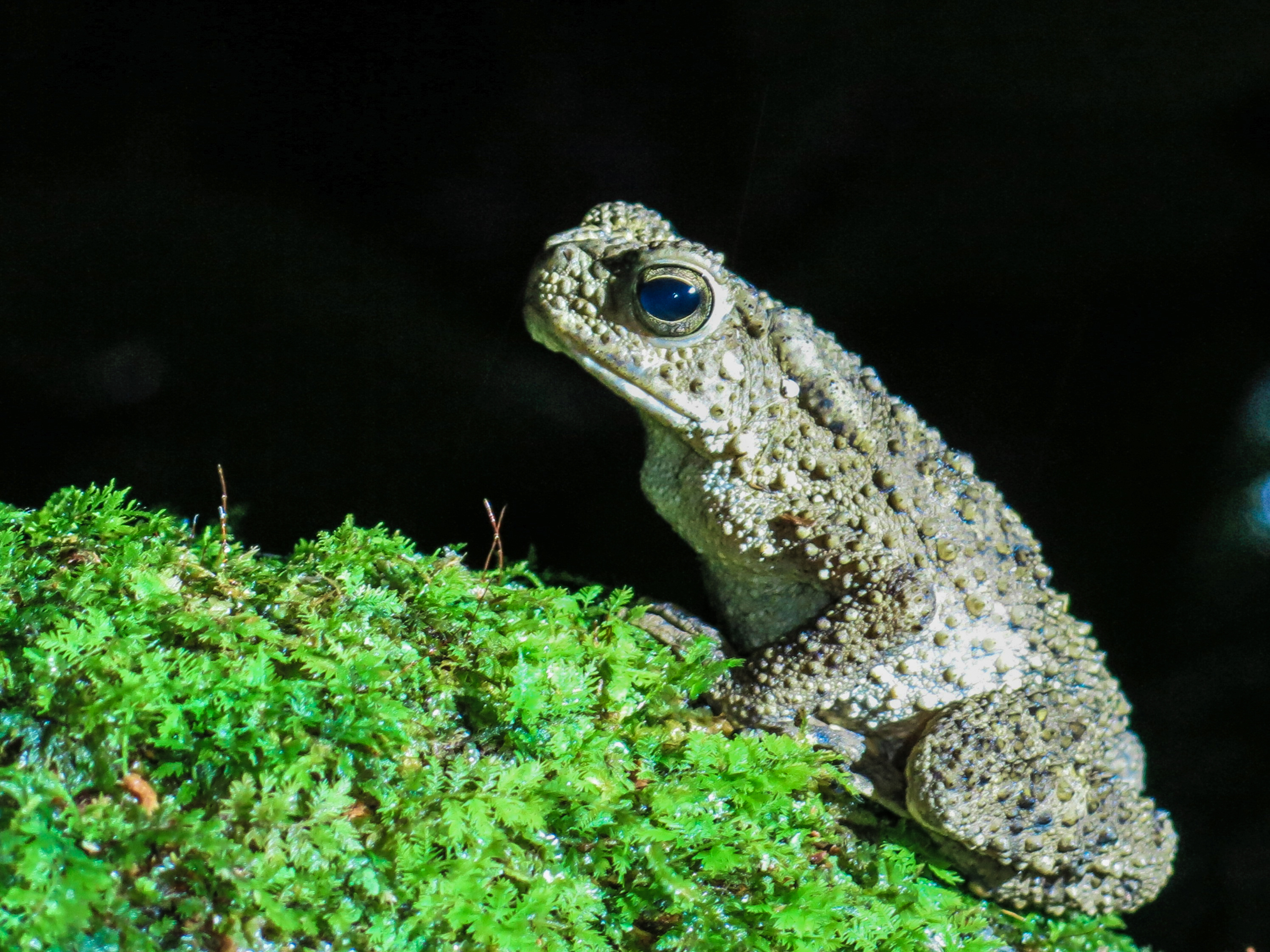 frogs Mt Kinabalu bis (1 of 1) Explore More